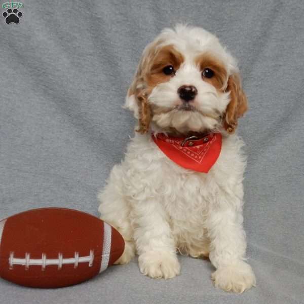 Teddy, Cockapoo Puppy